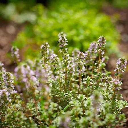 Eko Hisa-eco House Na Razpotju